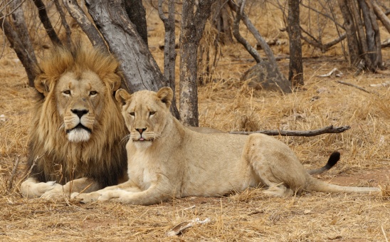 The Wild Cats of Kruger National Park: lions, leopards, cheetahs, and other African cats