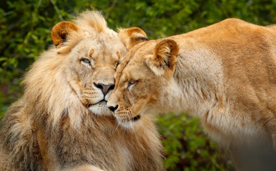 Kruger or Botswana: Where to go on the best wildlife safari?