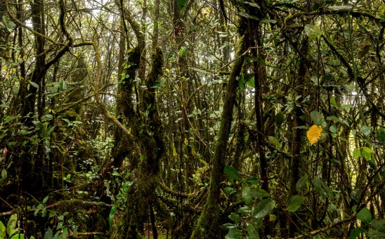 Southern African Biomes: South Africa (Part 1)