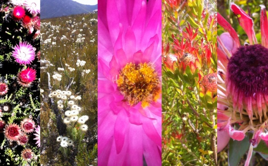Southern African Biomes: Namibia & Botswana (Part 2)