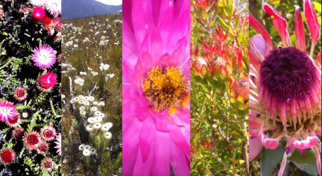 Fynbos