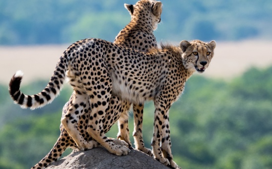 Discover Kenyas Private Concessions: Safari Paradise