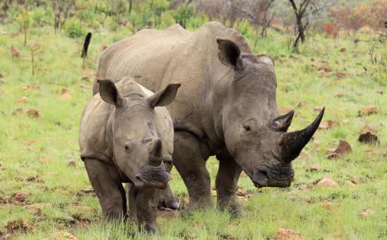 Who are the Black Mambas of Greater Kruger National Park?