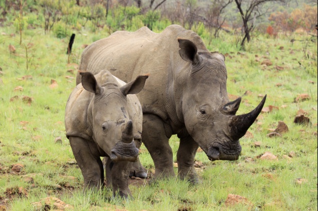 Rhino mother and baby, Kruger