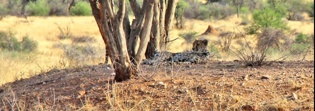 Africat cheetah in okonjima, Namibia