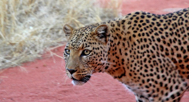 Africat leopard