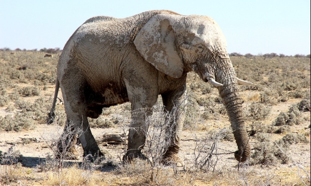 Bull elephant, Etosha