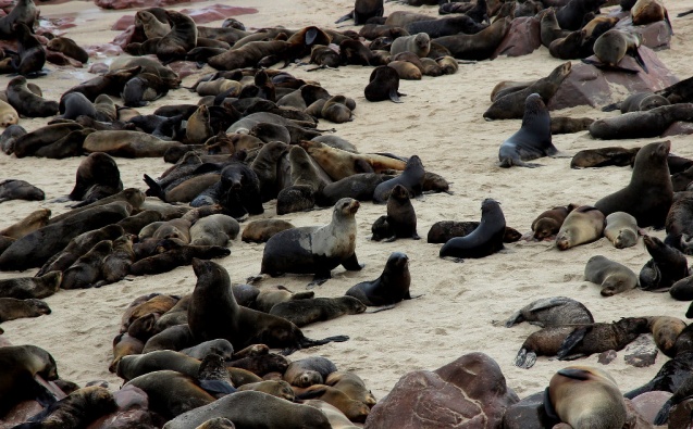 Cape cross seals, Namibia