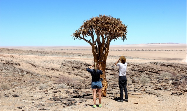 Desert plants Namibia