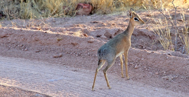 Dik-dik in okonjima nature reserve