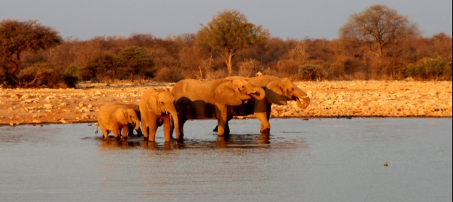 Elephant family, etosha