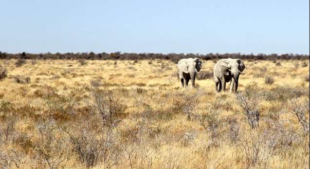 Elephant pair, Etosha