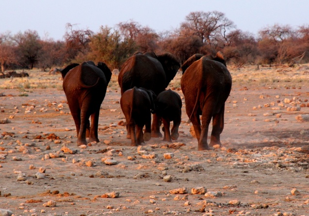 Elephants, etosha