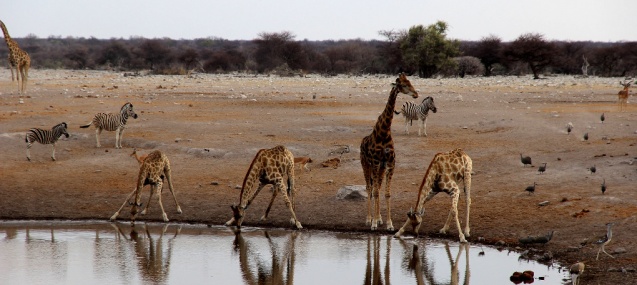 Etosha watering hole