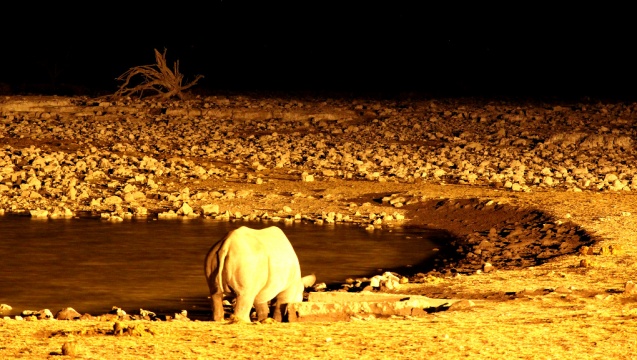 Floodlit watering hole, Etosha