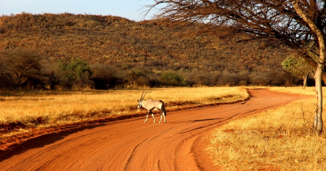 Gemsbok okonjima nature reserve, Namibia