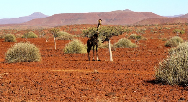Giraffe, Damaraland