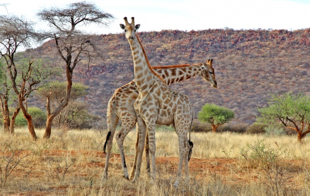 Giraffes double take, Africat