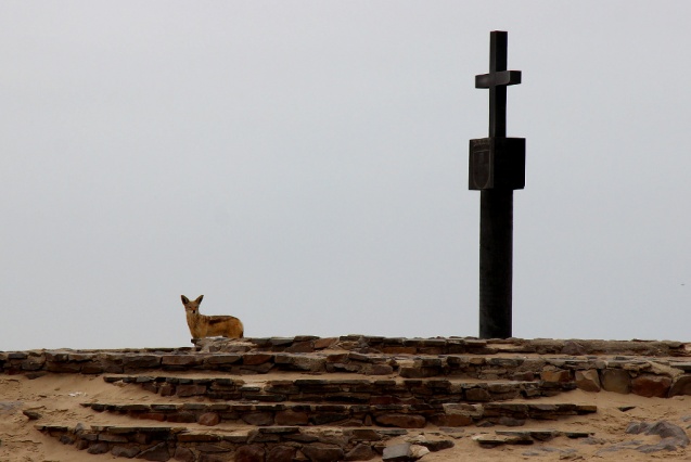 Jakkal at cape cross, Namibia