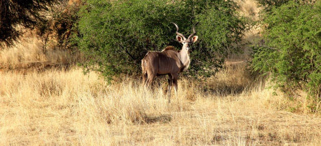 Kudu in okonjima nature reserve, Namibia