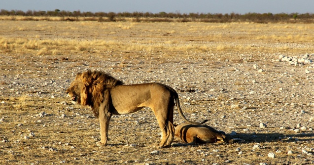 Mating lions