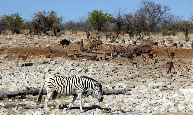 Zebra, etosha