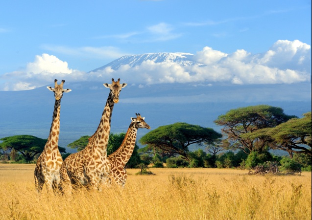 Giraffe hanging out below Mount Kenya