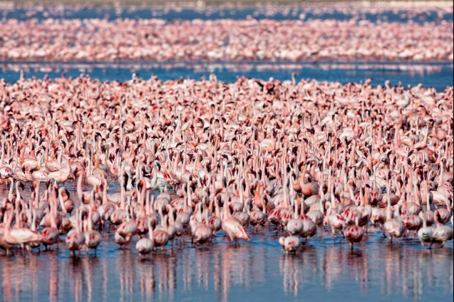 Flamboyance of flamingos