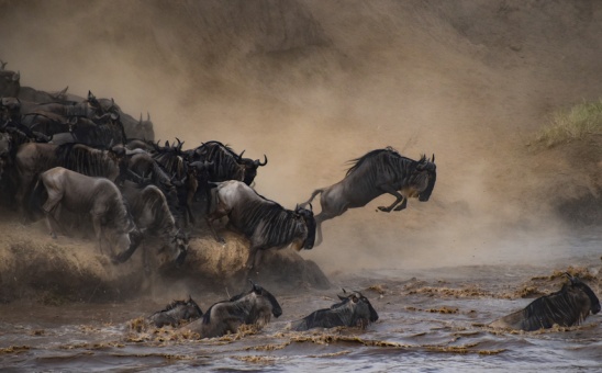 Where to Go on Safari in Africa and When