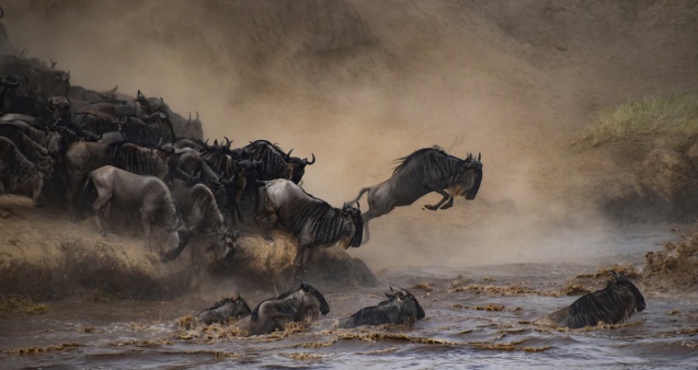 Wildebeest migrating across the Mara River between Kenya & Tanzania