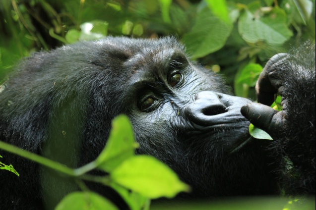 Gorilla in Bwindi Impenetrable National Park, Uganda