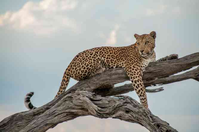 Botswana safari leopard
