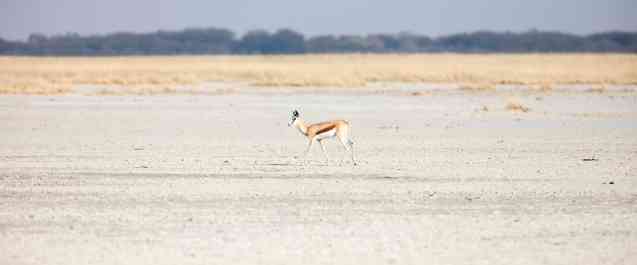 Makgadikgadi Pans springbok, Botswana safari