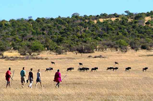 Bush walking safari