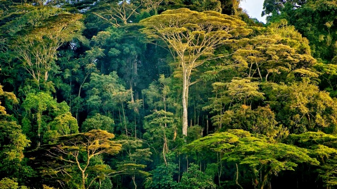 Afromontane forest