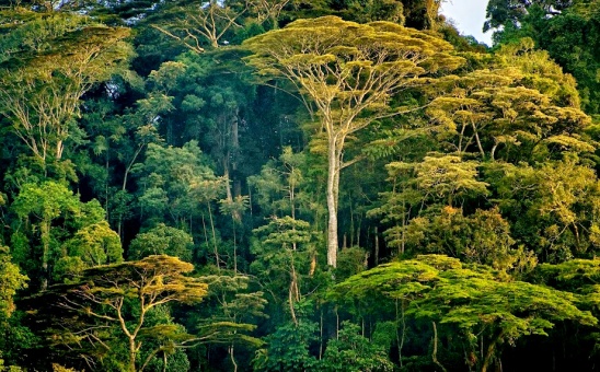 African Biomes Part III: Masai Mara, Serengeti and Beyond