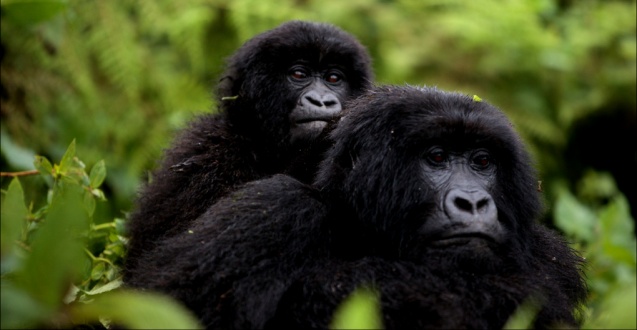 Gorillas in Virunga