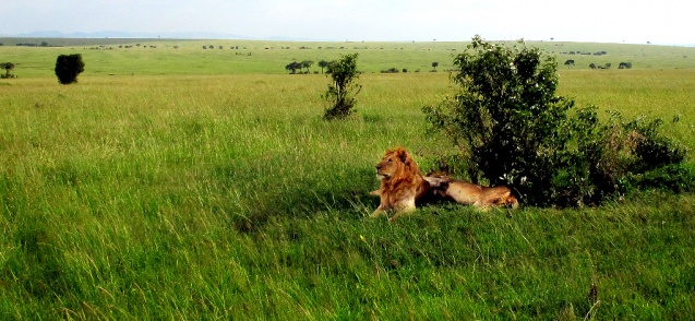 Masai Mara savannah