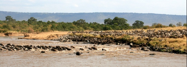 The great migration