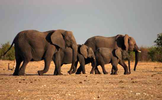 Guide to Etosha National Park: Top Tips for Your Etosha Safari in Namibia
