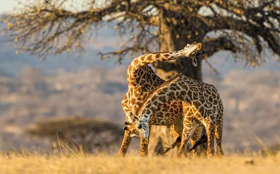 Off-the-beaten-track in Ruaha