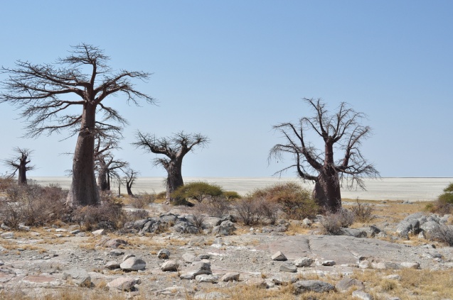 Baobabs