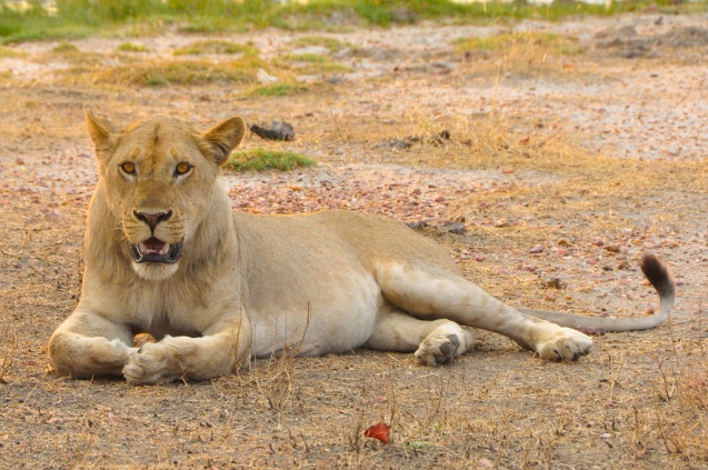 Young lion, South Luangwa