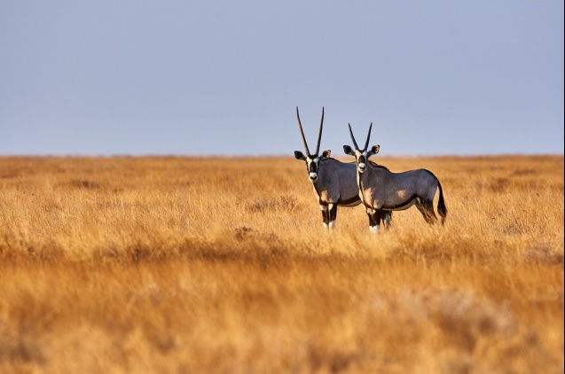 Two oryx in Etosha