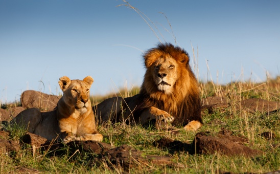 How to choose the best African Safari for your personality using the elements