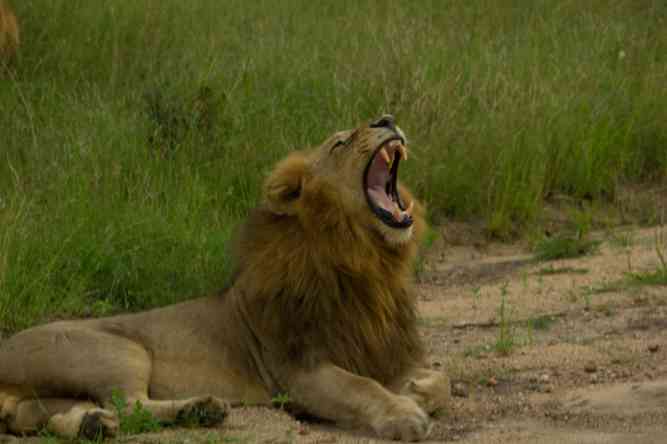 Lion yawn on Kruger safari