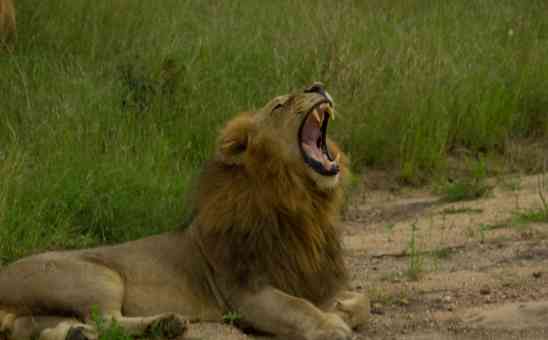 Dans Kruger Safari Report: The 3 Day Budget Kruger Park Tour