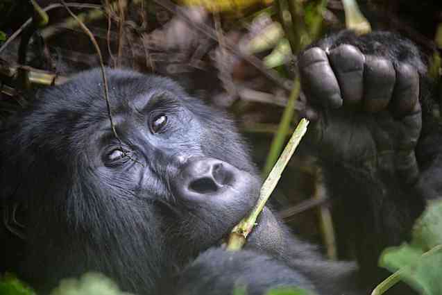 Uganda gorilla eating