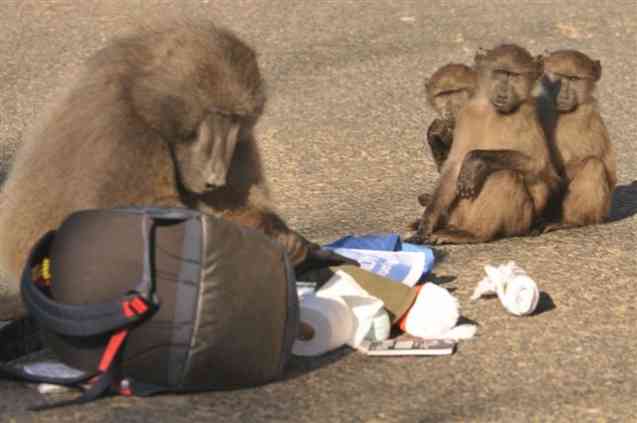 Baboons raiding a rucksack