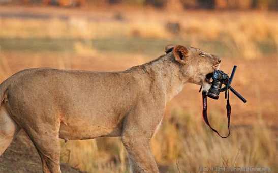 3 Top Gadgets for African Safaris